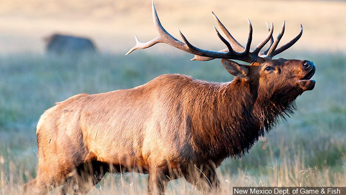 Setting up an ELK server